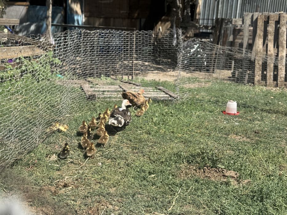 Продам индауток с утятами