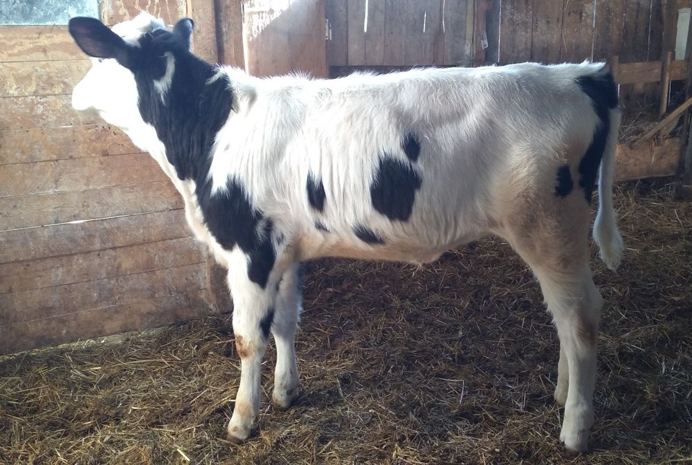 Vițea   de  Vînzare