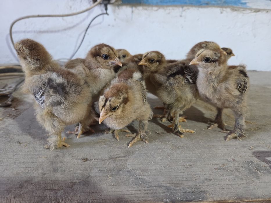 Цыплята брама...