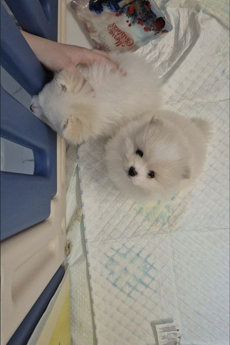 Vând pui de pomeranieni boo