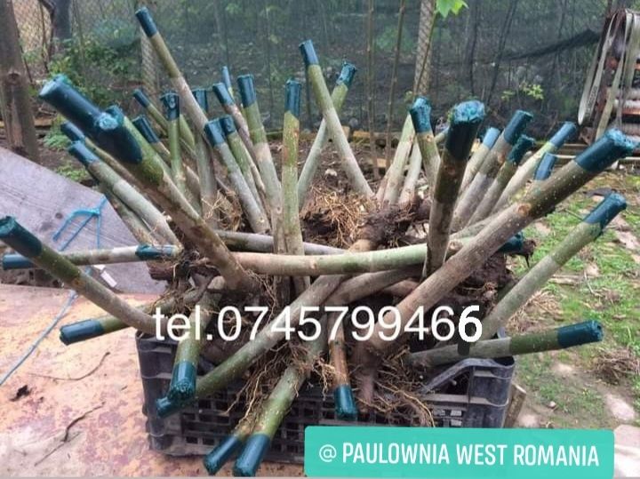 Trimitem în țara copăcei,butași Paulownia,creștere rapidă,3-5m an