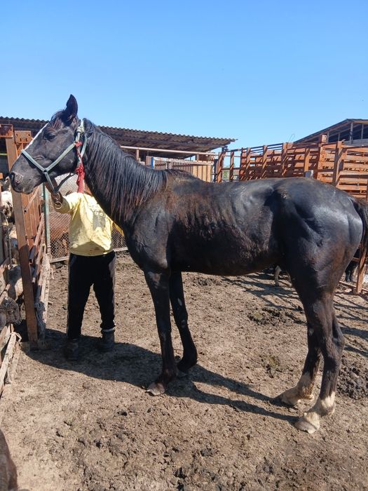 Айғыр сатылады 5 жасар