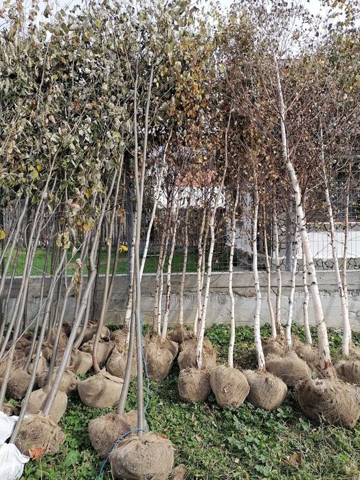 Vând mesteacăn 3-5m