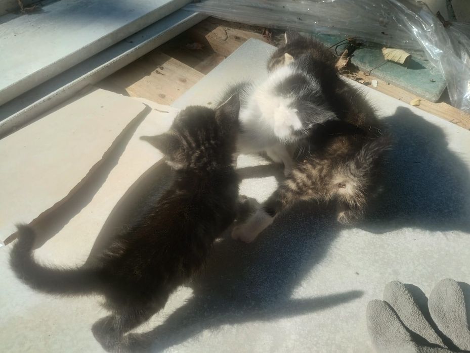 4 котенца безплатно