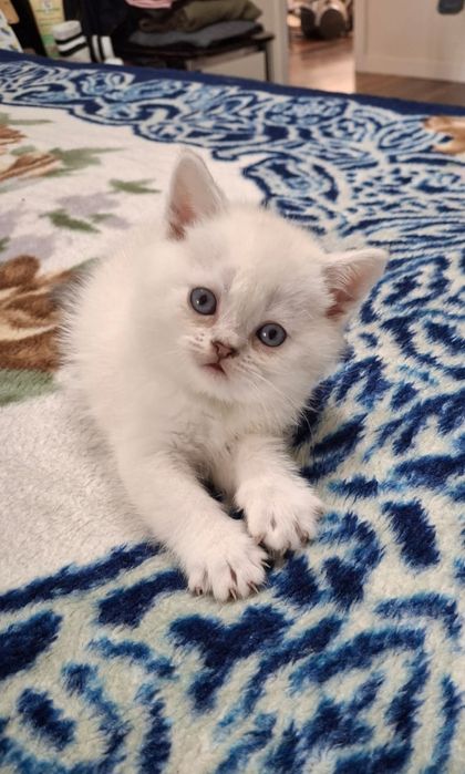Белый шотландский котенок