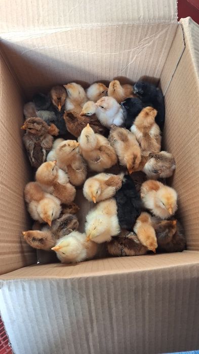 Pui de o zi de la gaini de casa