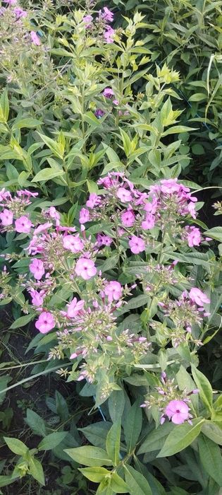 Ishxonalaga gul kochatlari floksa