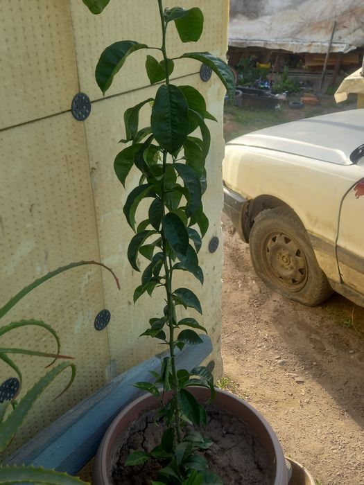 Продам мандариновое дерево СРОЧНО