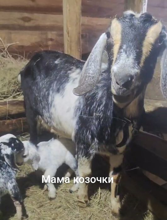 Козочка англонубийская 5 мес