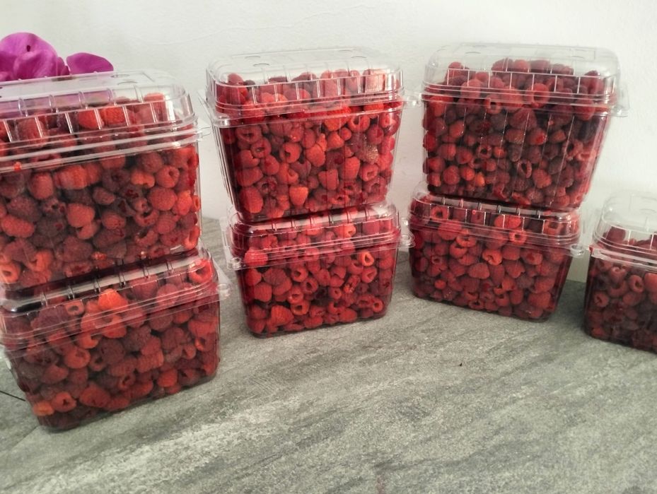 Zmeura, proaspăt culeasă,naturala