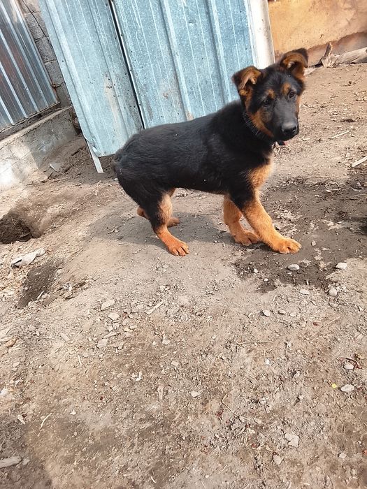 Немис сатылады :