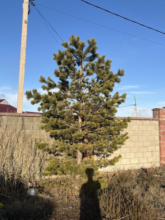 Продам ёлку