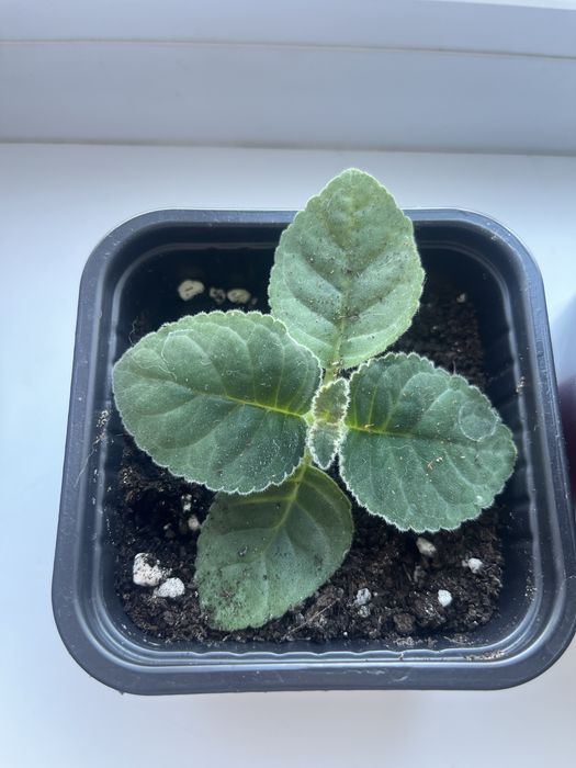 Глоксиния, тидея