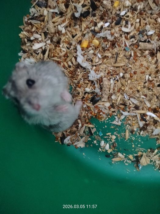 Отдам хомяка бесплатно