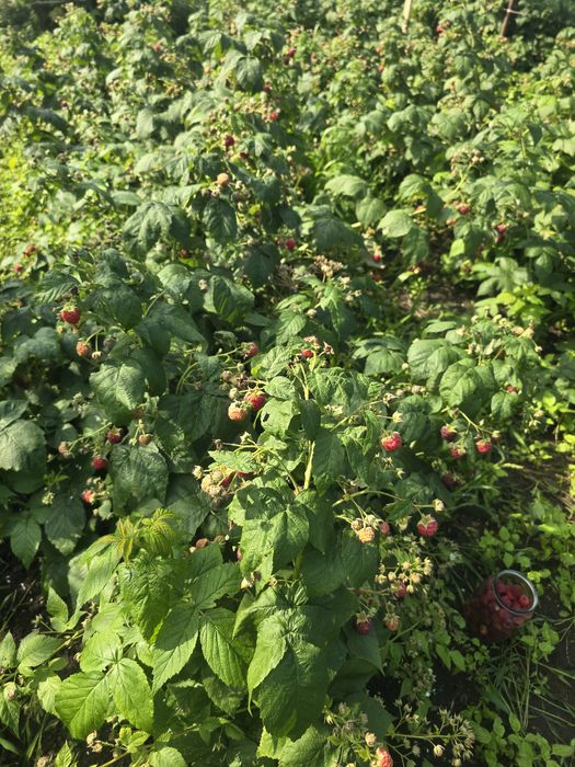 Малина ремотантная