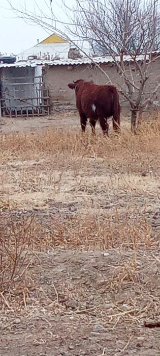 Баспақ 8 айлык сатылады