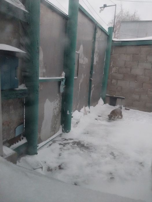 Отдам щенка хаски.