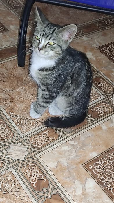 Отдам котенка в добрые руки