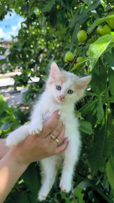Котята Заботливым хозяевам