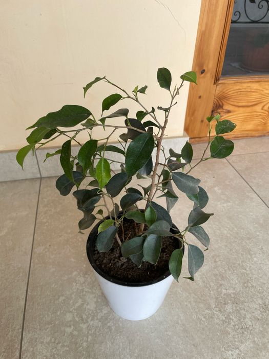 Домашние ростения