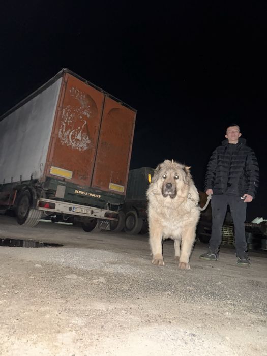 Продава кавказки овчарки