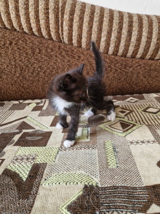 Котята мальчик, девочка