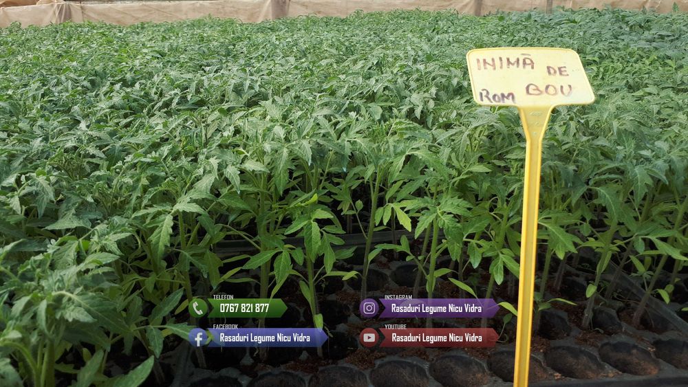 Rasaduri | Rasad Rosii Lacrima fecioarei Inima de bou Grase romanesti