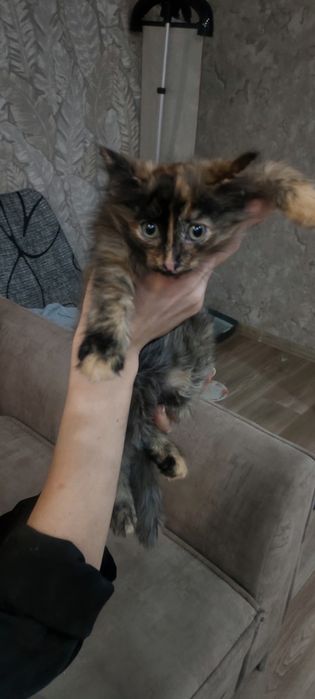 Котенок в добрые руки.