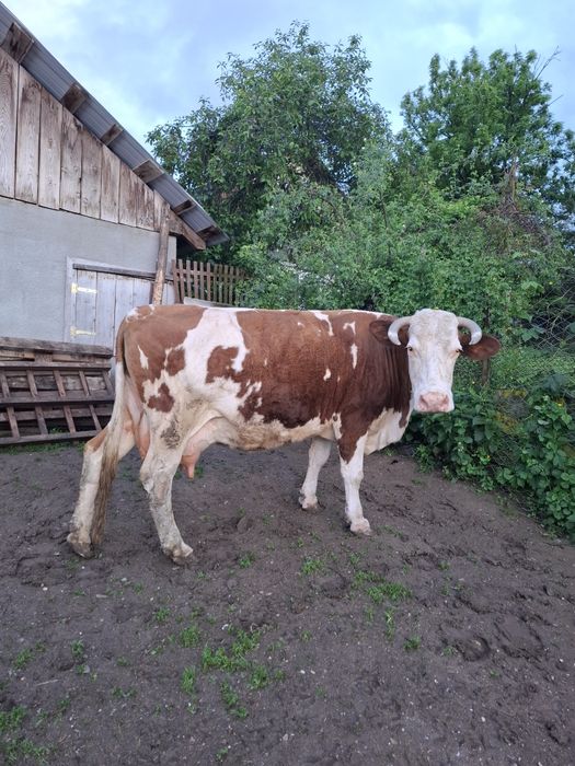 De vânzare trei vaci de ținut
