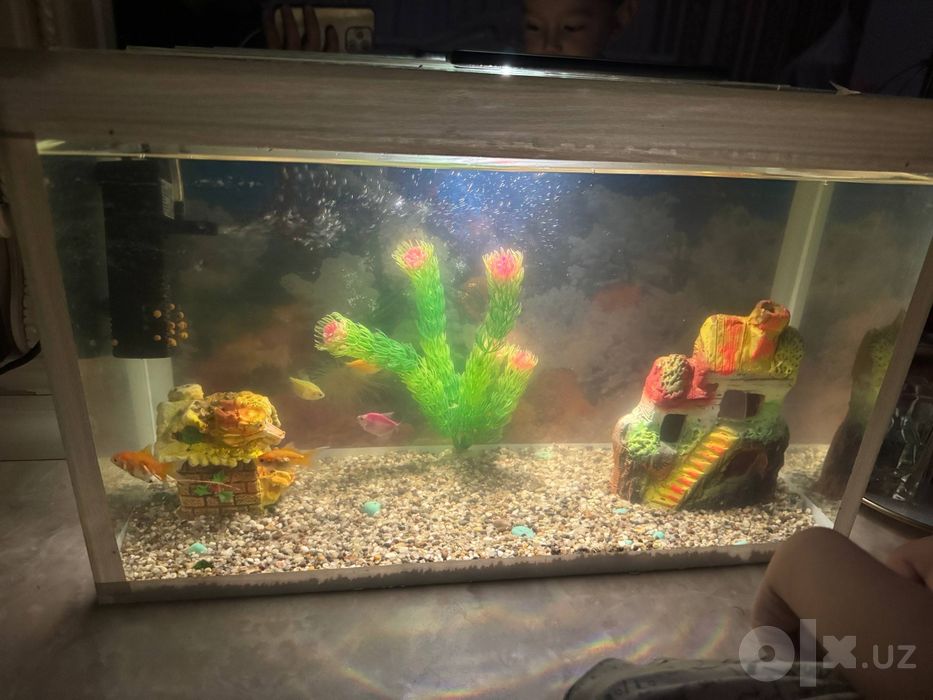 Akvarium sotiladi srochna