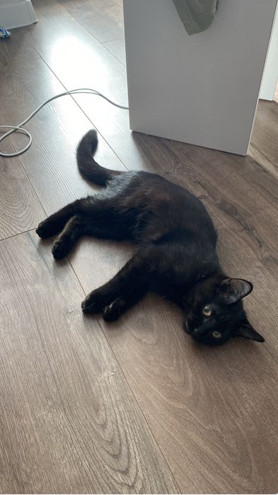 Отдам в добрые руки бесплатно