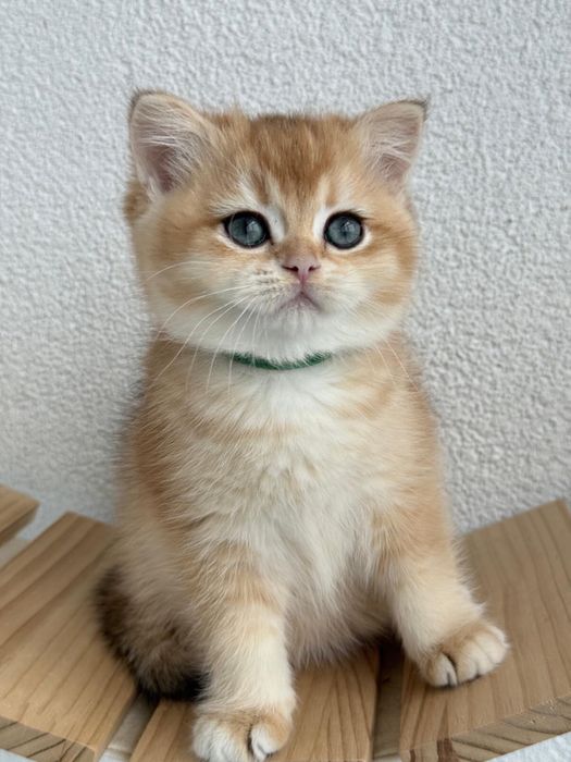 British shorthair golden fetita de ELITA ! Certificat pedigree WCF