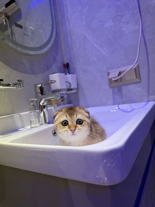 zolotaya shinshilla toza qon