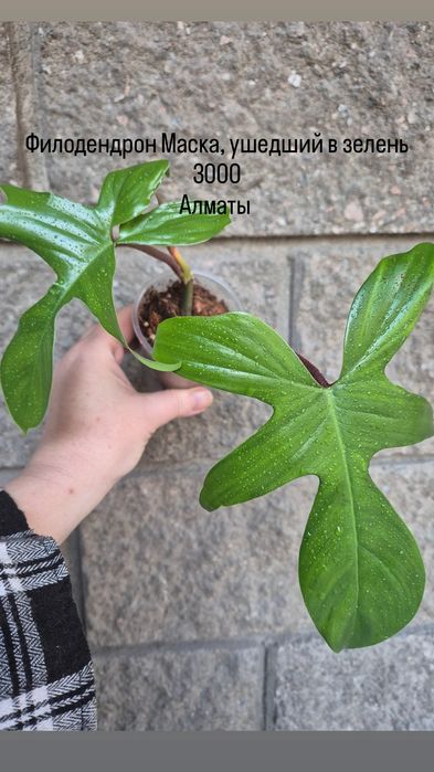 Комнатные растения