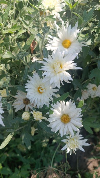 Хризантема, колокольчик