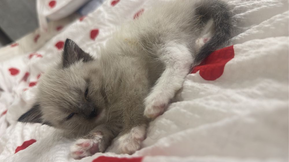 Отдам котенка девочка