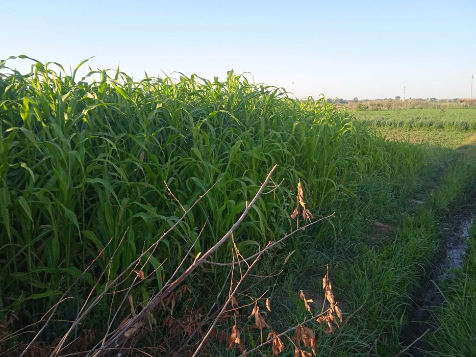 Молларга говуш сотилади