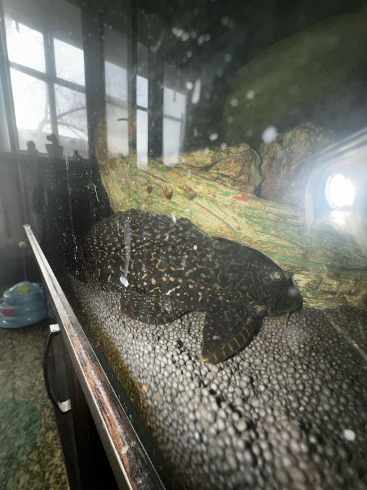 Продам аквариум 250 л