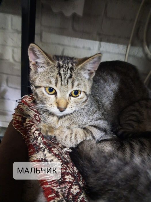 Отдам бесплатно домашних котят