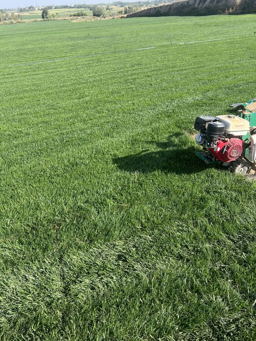 Gazo’n o’ptom cheklanmagan miqdorda