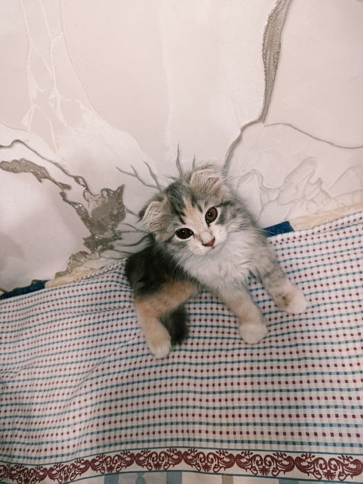 котёнок скотиш фолд
