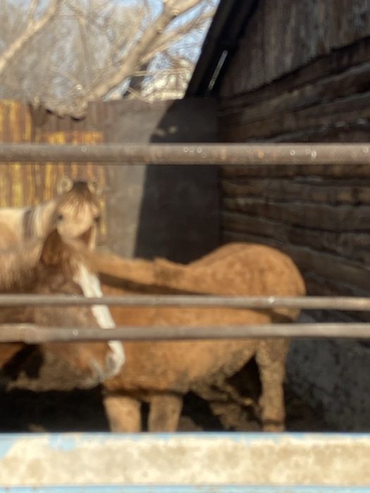 Бие мен тайлар откормда