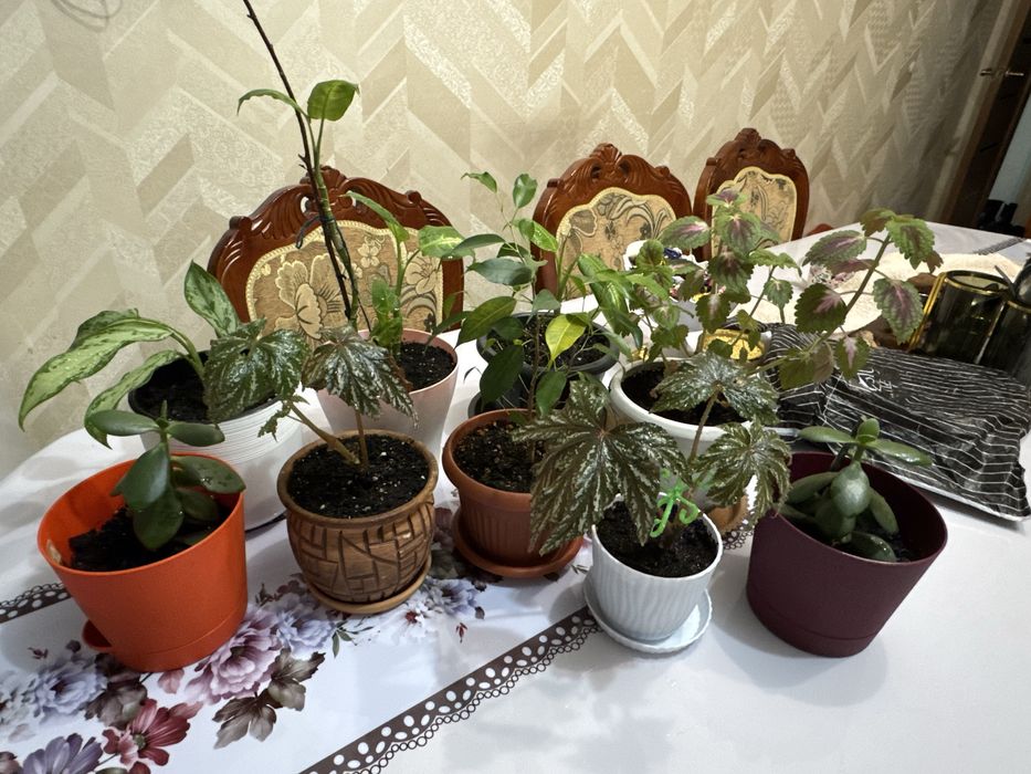 В продаже комнатные цветы! Цены самые доступные