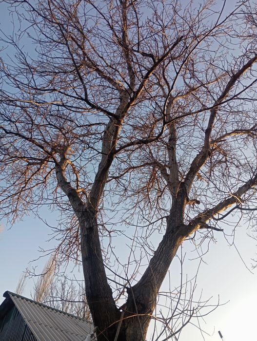 Орех дерево продается