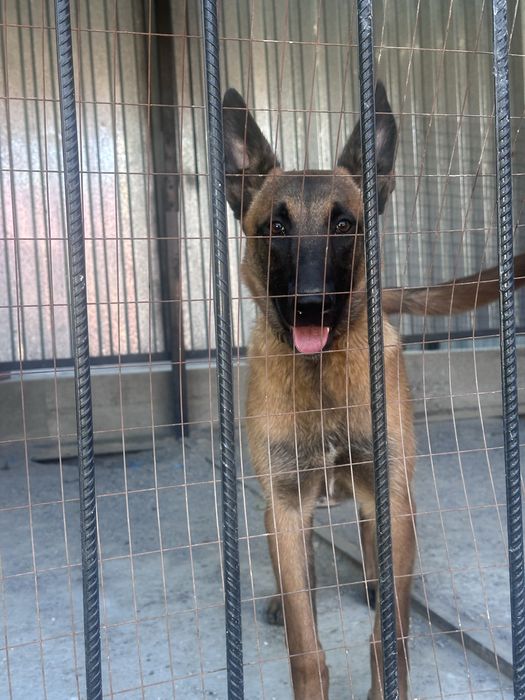 Малинуа, бельгийская овчарка