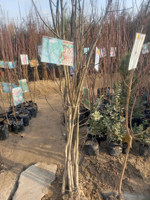 Mevali ko'chatlar  archalar  bor 100%garanitya