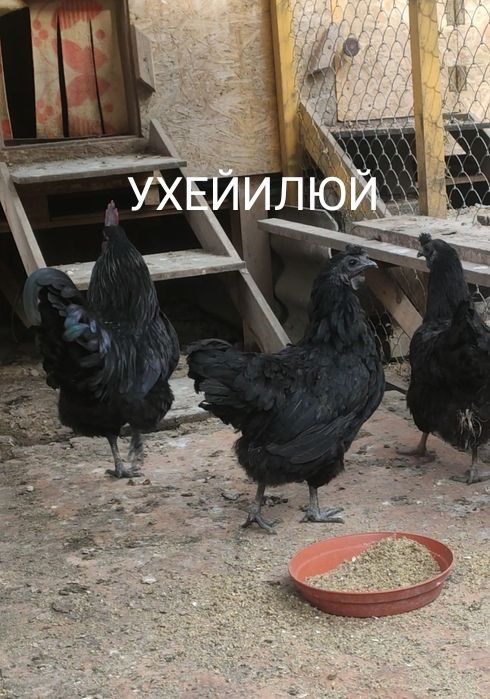 Продам Цыплят. Цены разные..