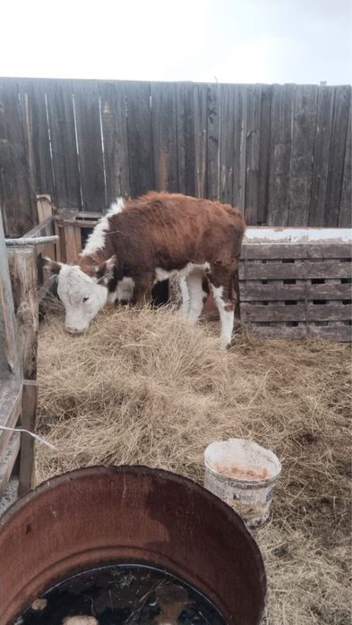 Продам корову с теленком