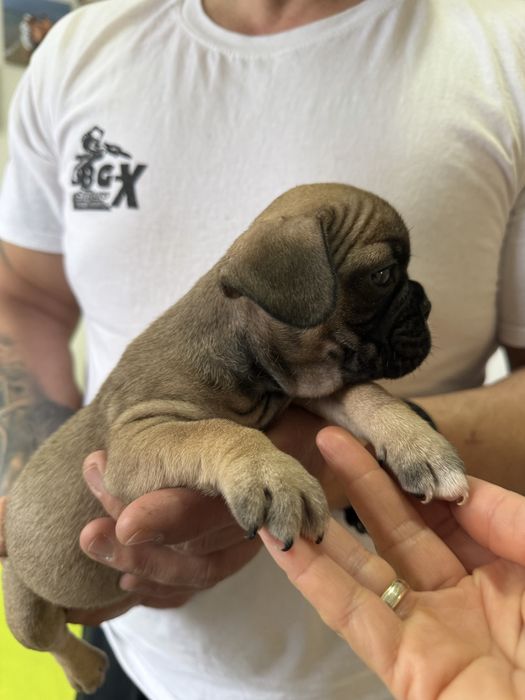 Френски булдог-кученца