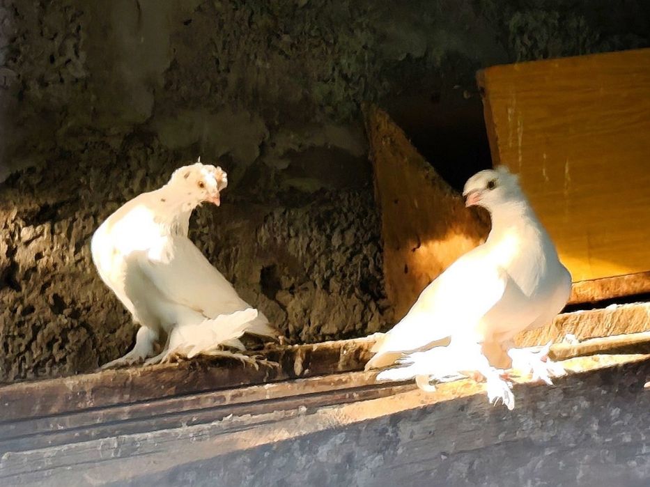Голуби. Продаются